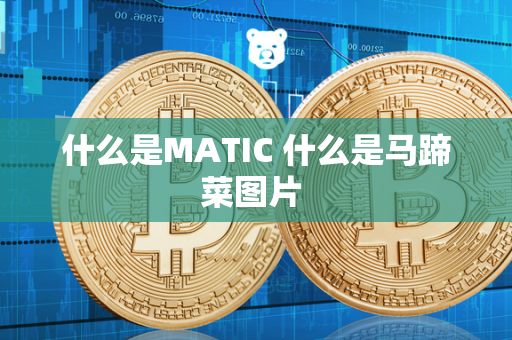 什么是MATIC 什么是马蹄菜图片 